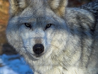 Arctic Wolf 012